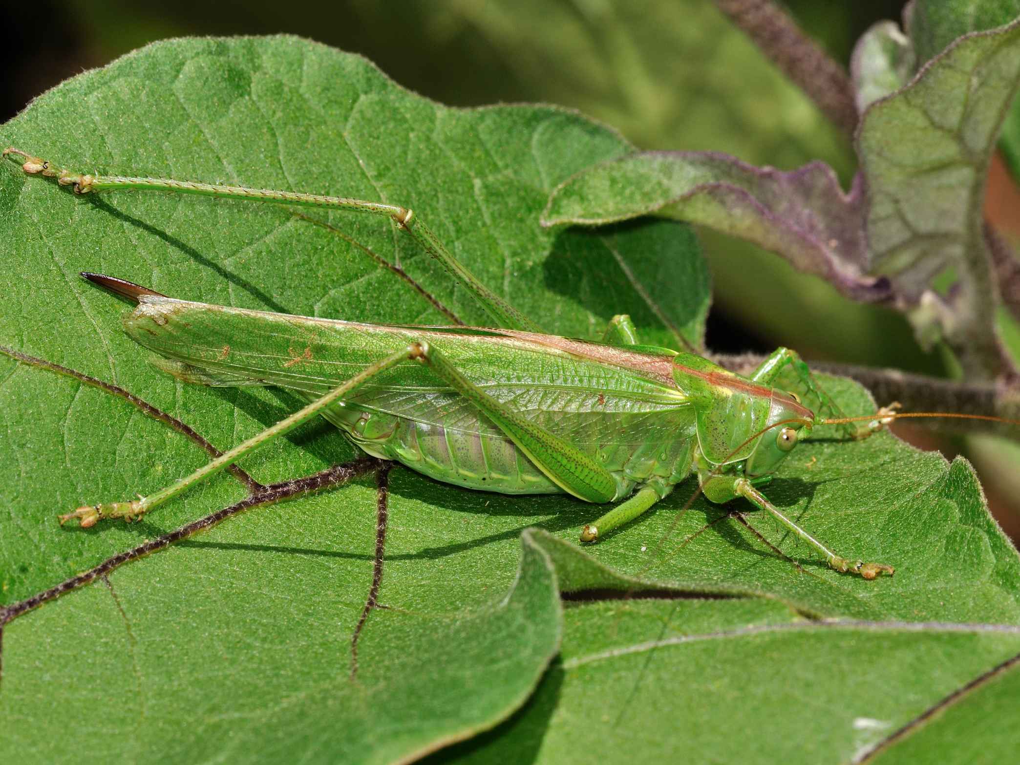 Tettigonia viridissima